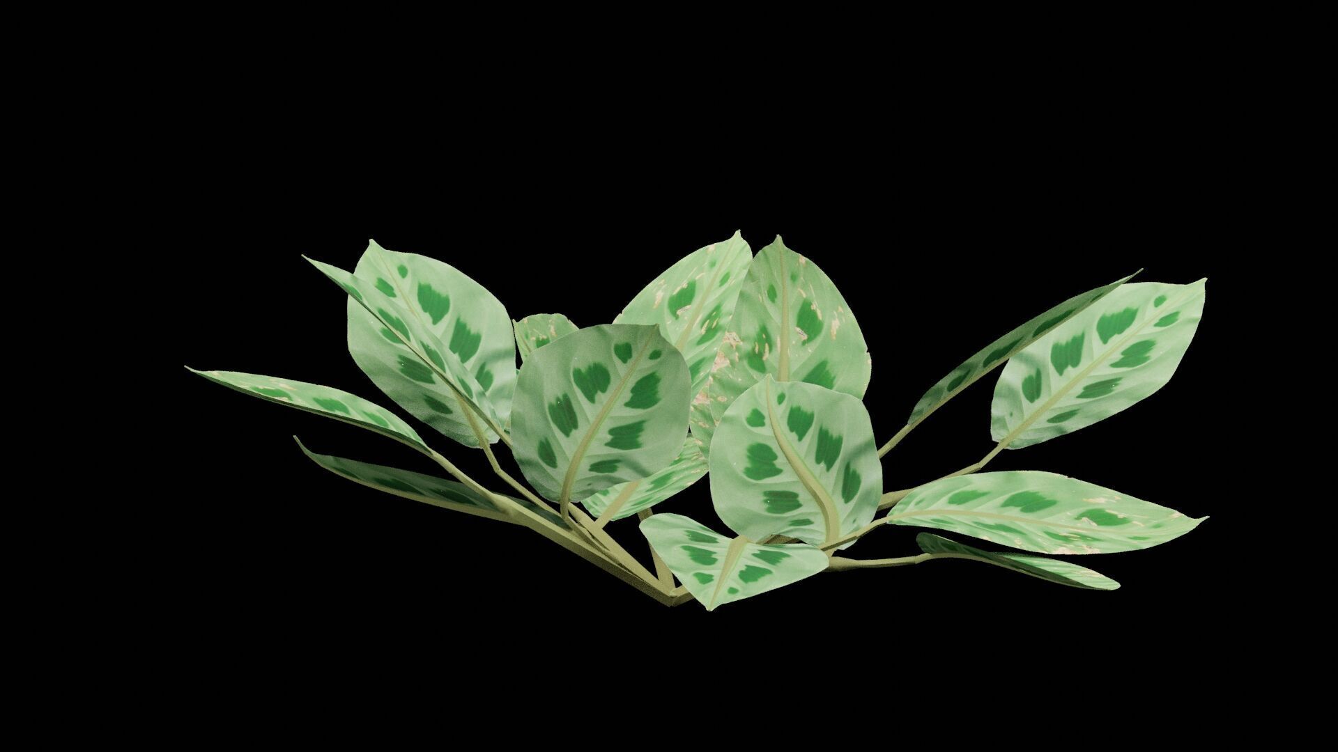 Maranta Prayer Plant Low-poly 3D model_2