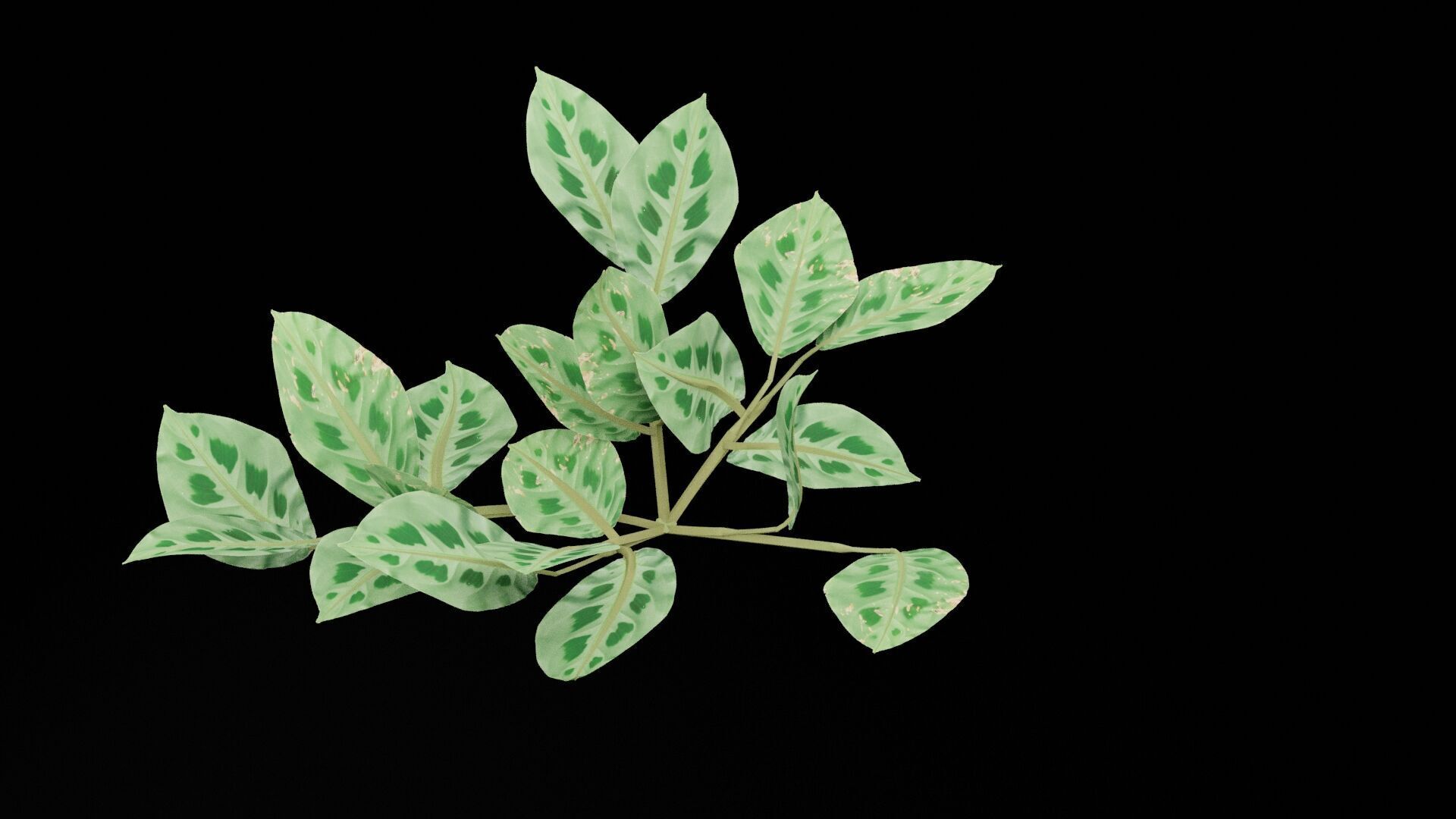 Maranta Prayer Plant Low-poly 3D model_1