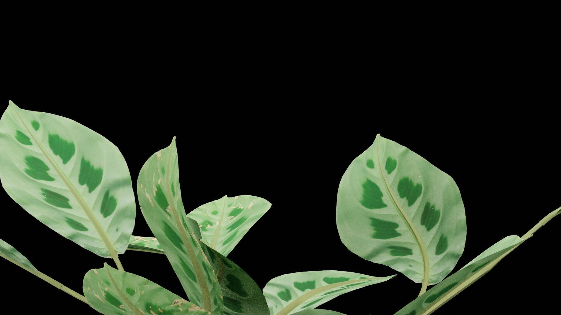 Maranta Prayer Plant Low-poly 3D model_3