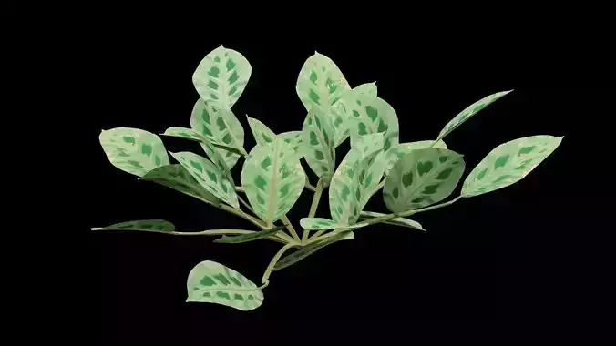 Maranta Prayer Plant