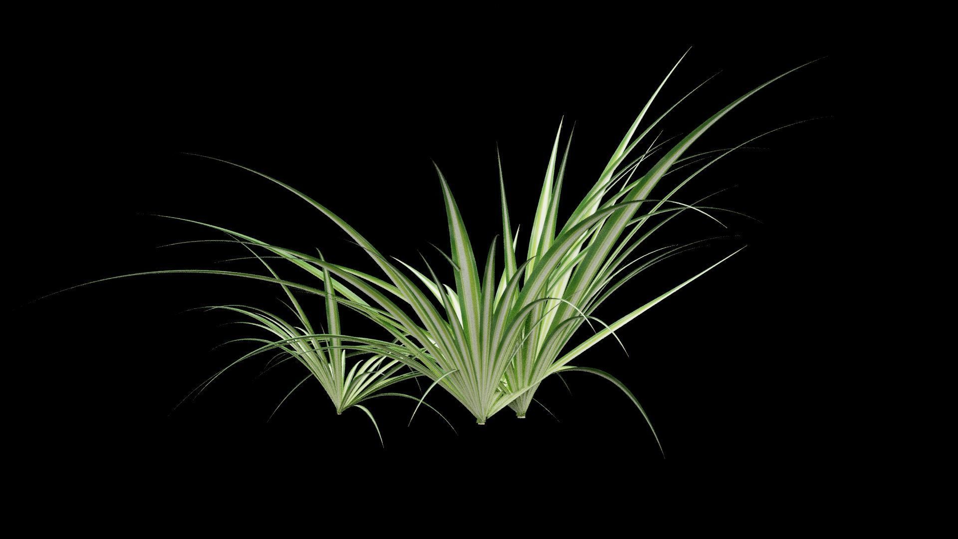 Chlorophytum Plant Low-poly 3D model_6