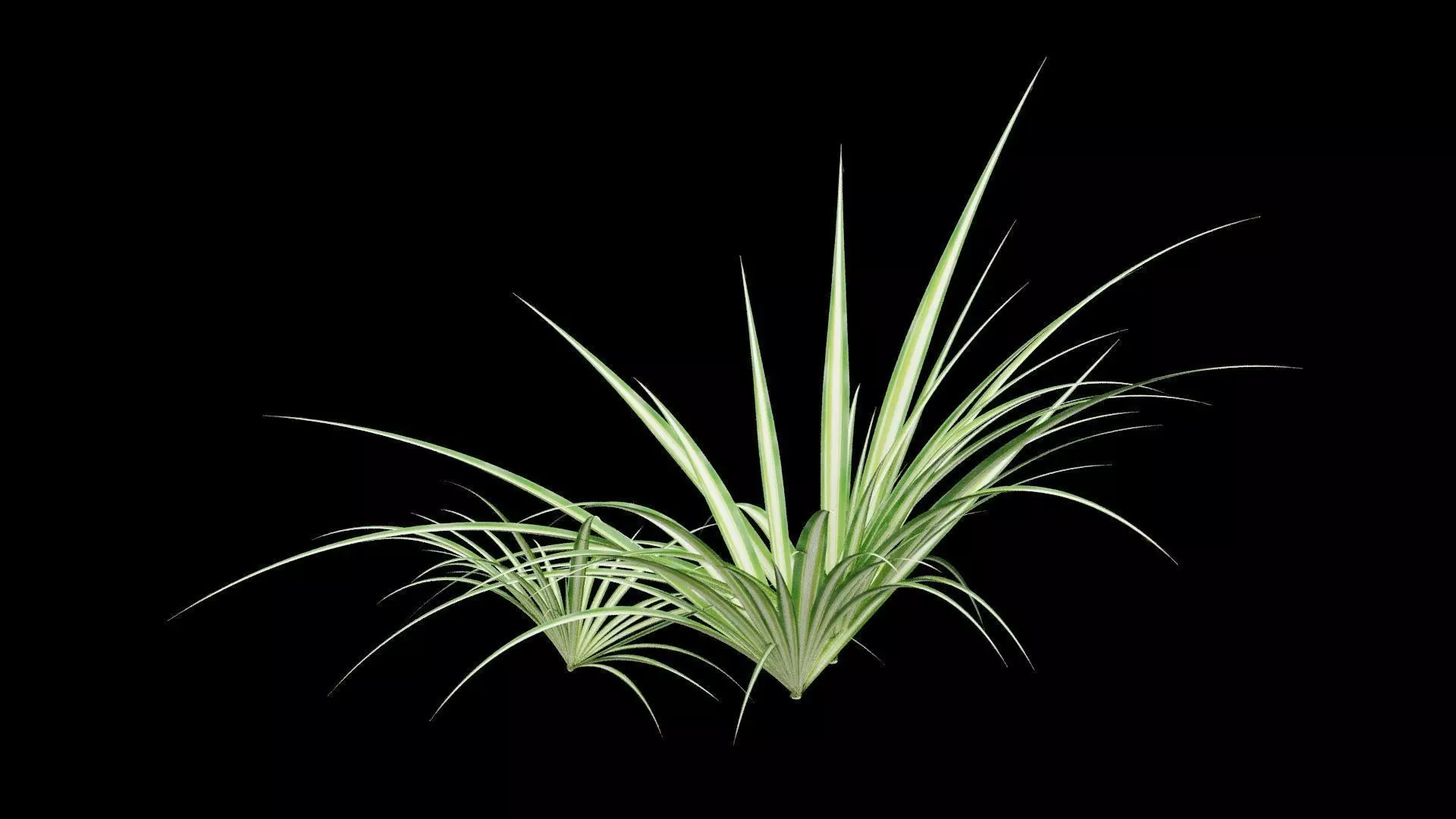 Chlorophytum Plant Low-poly 3D model_0