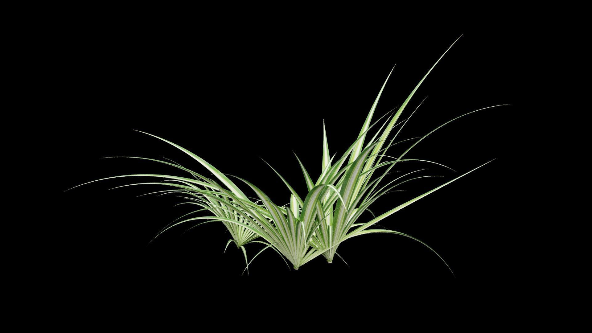 Chlorophytum Plant Low-poly 3D model_2