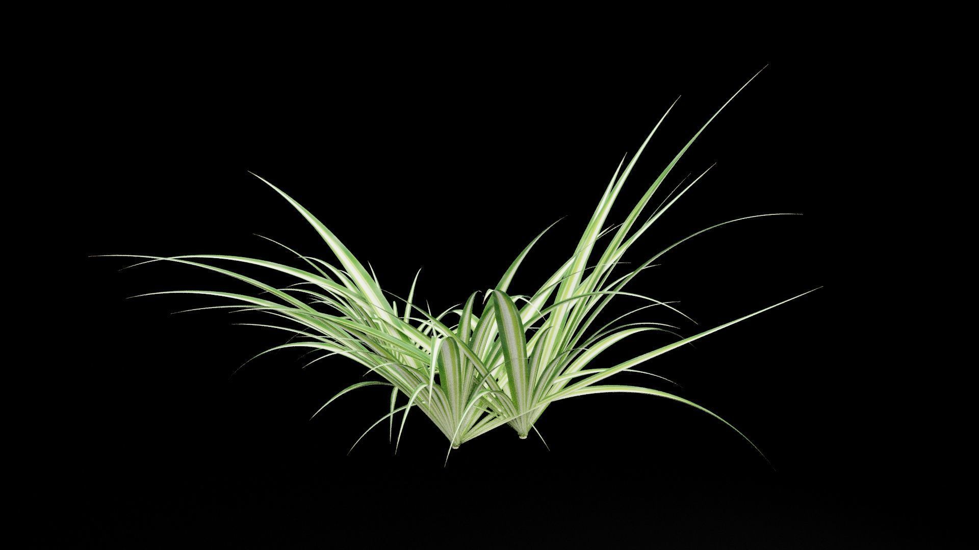 Chlorophytum Plant Low-poly 3D model_4