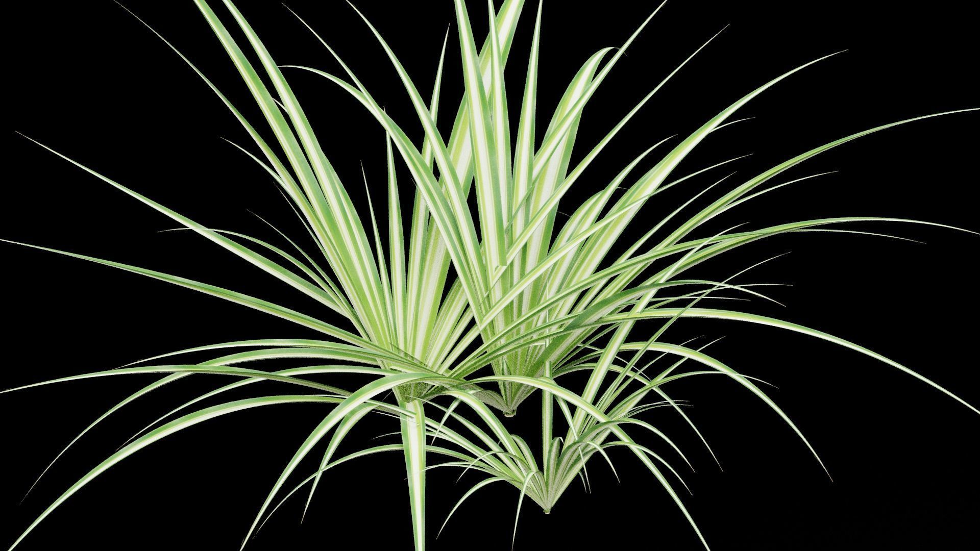 Chlorophytum Plant Low-poly 3D model_3