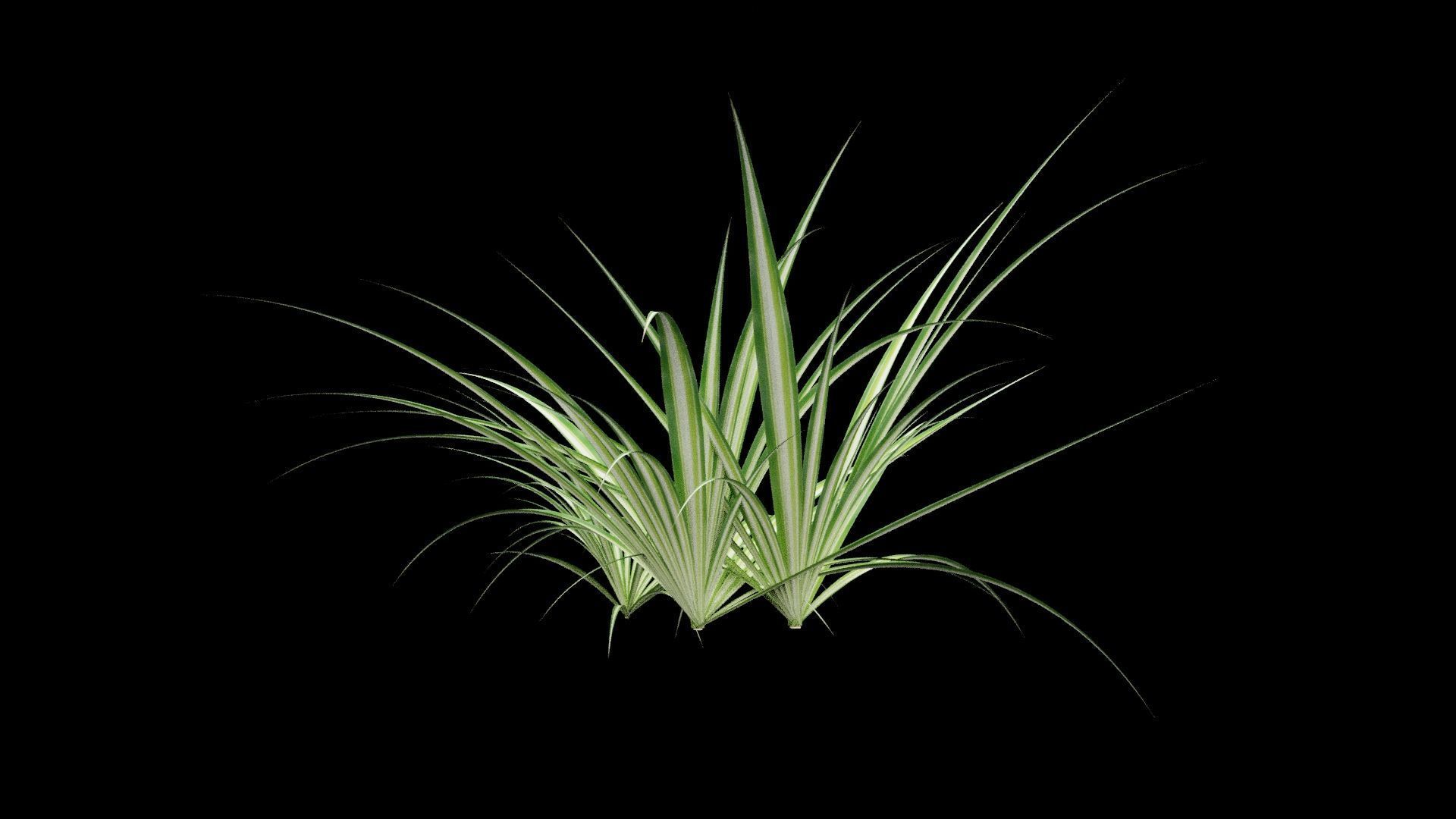 Chlorophytum Plant Low-poly 3D model_7