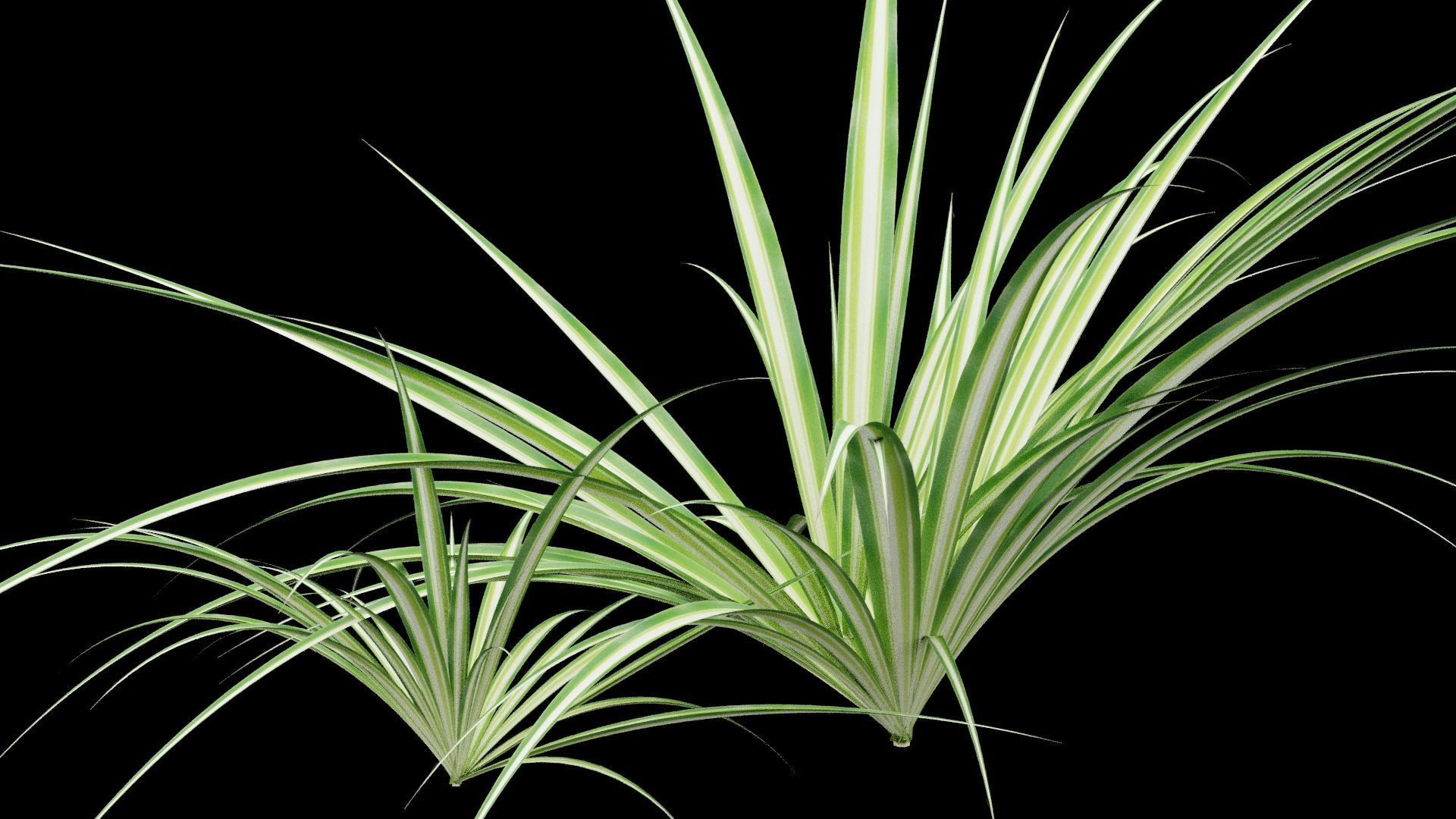 Chlorophytum Plant Low-poly 3D model_5