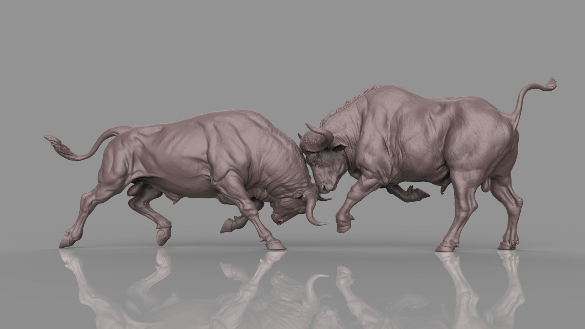 Bull Fight 3D model_17