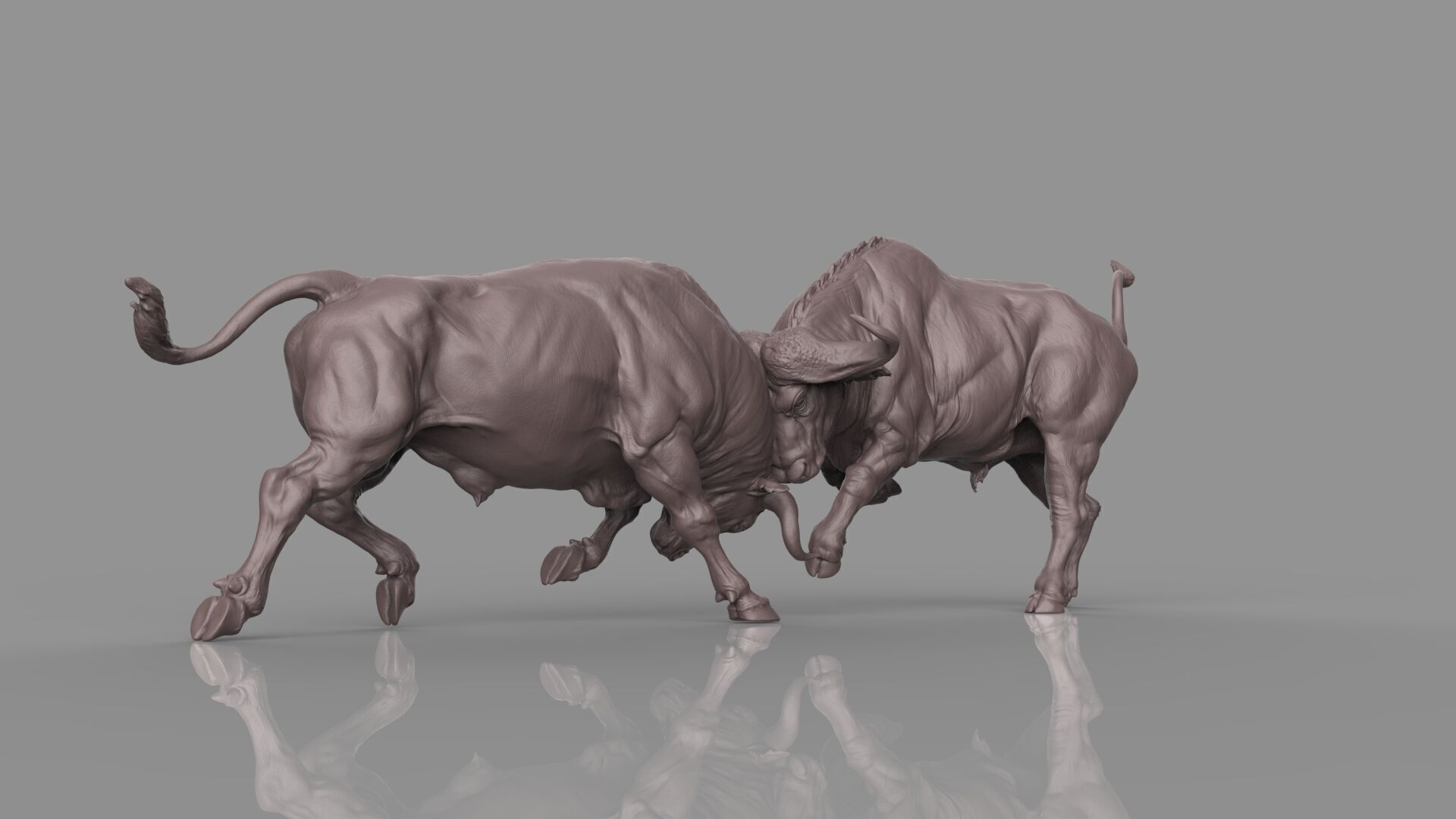 Bull Fight 3D model_30