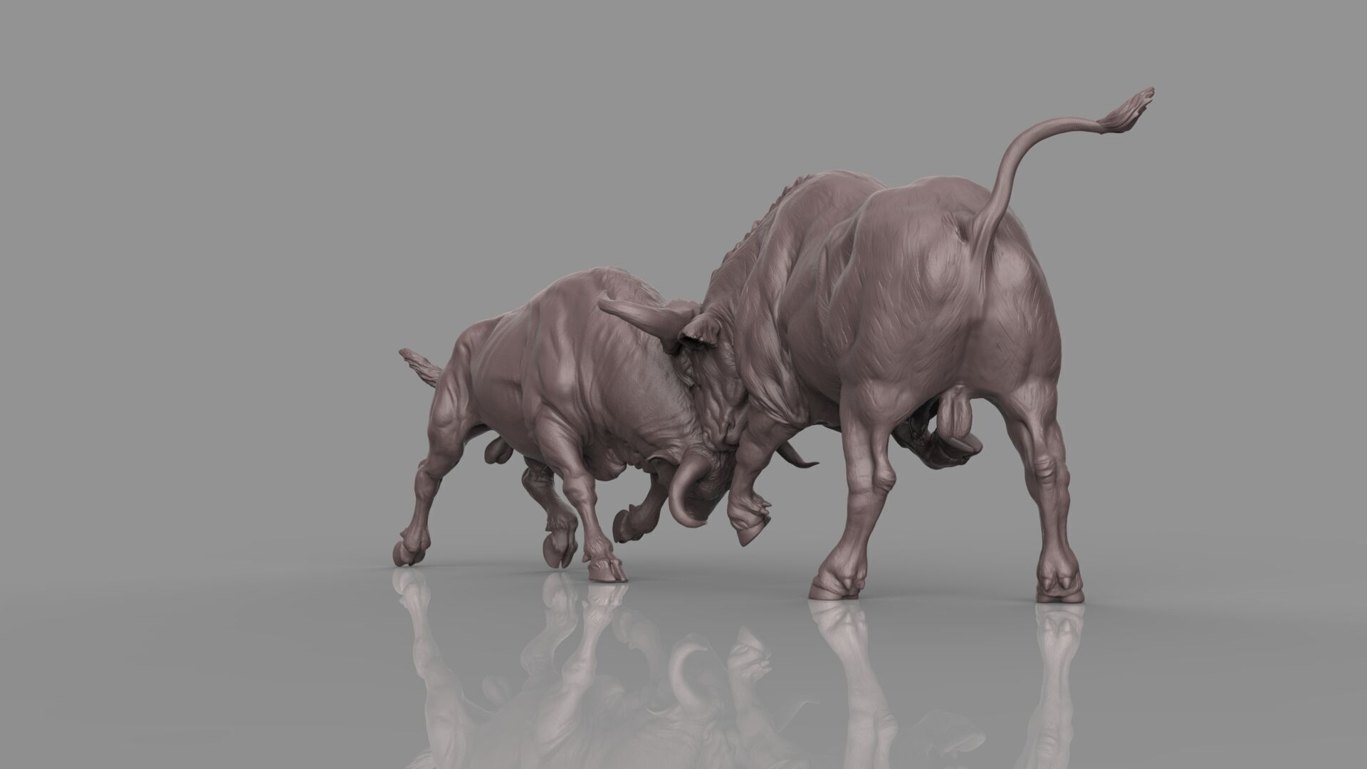 Bull Fight 3D model_19