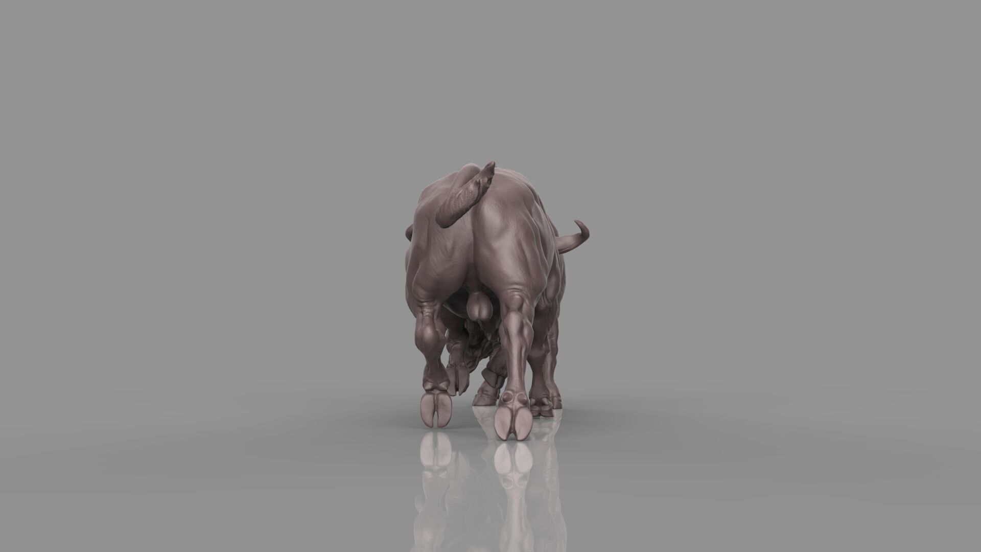 Bull Fight 3D model_28