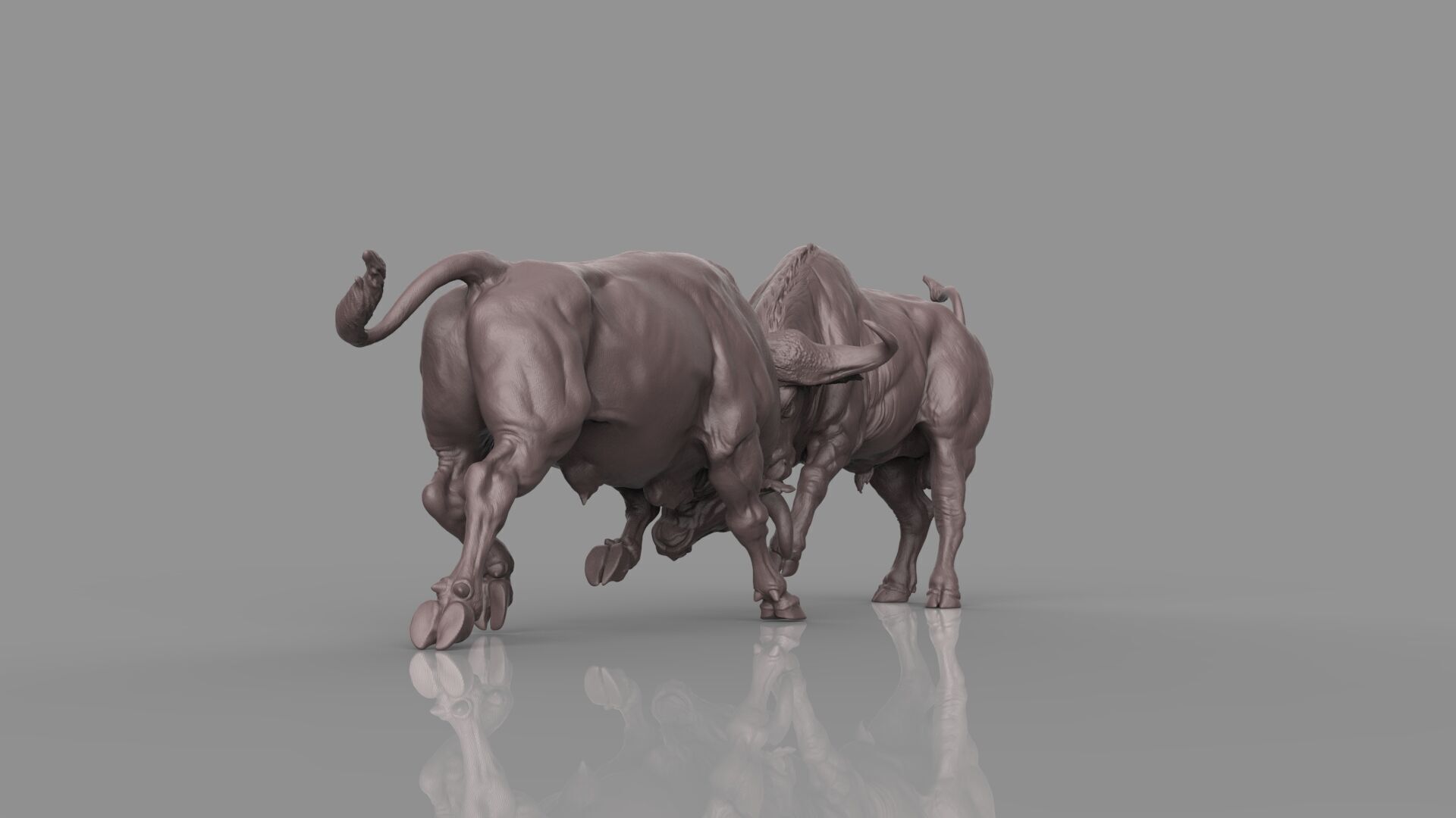 Bull Fight 3D model_29
