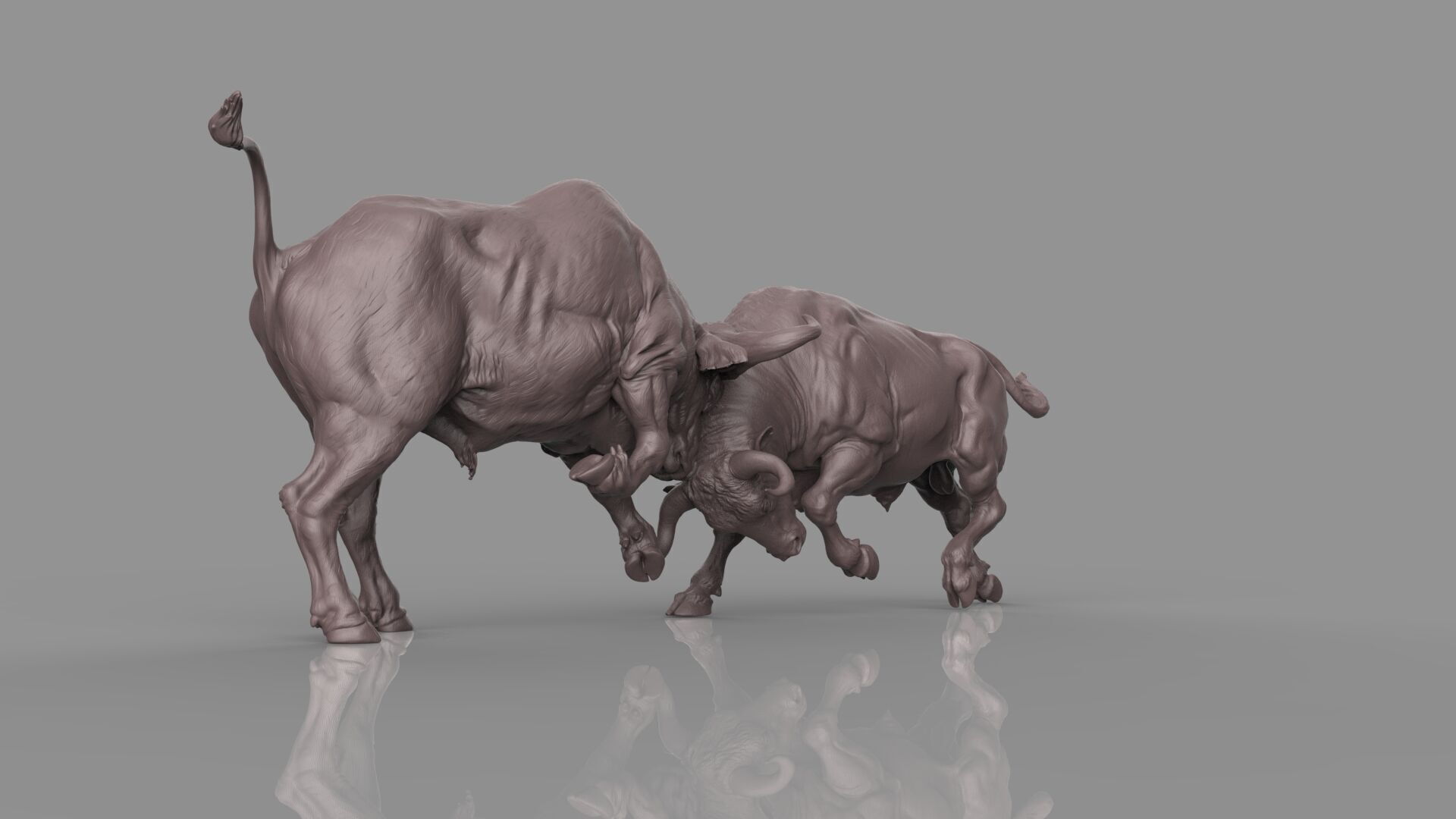 Bull Fight 3D model_22