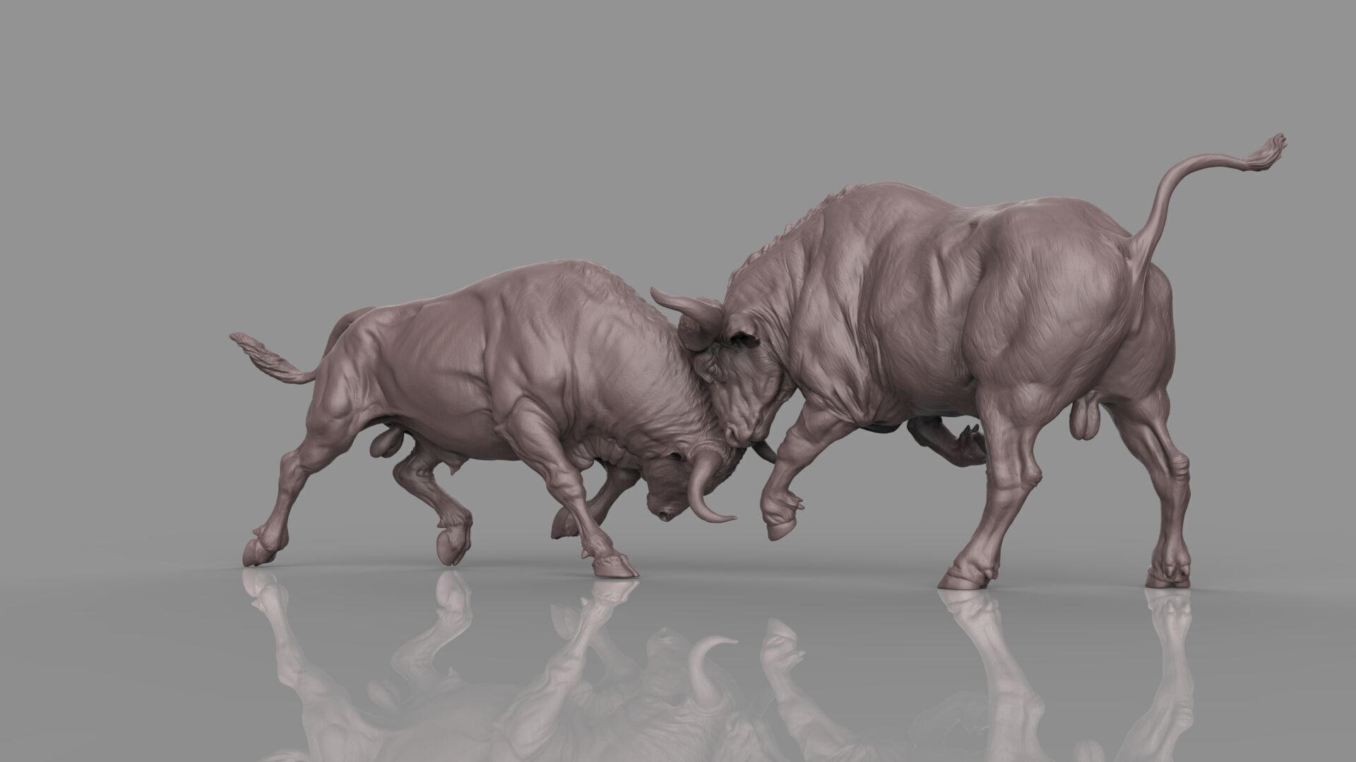 Bull Fight 3D model_18
