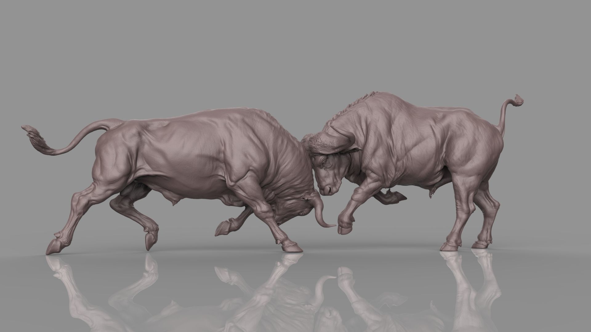 Bull Fight 3D model_31