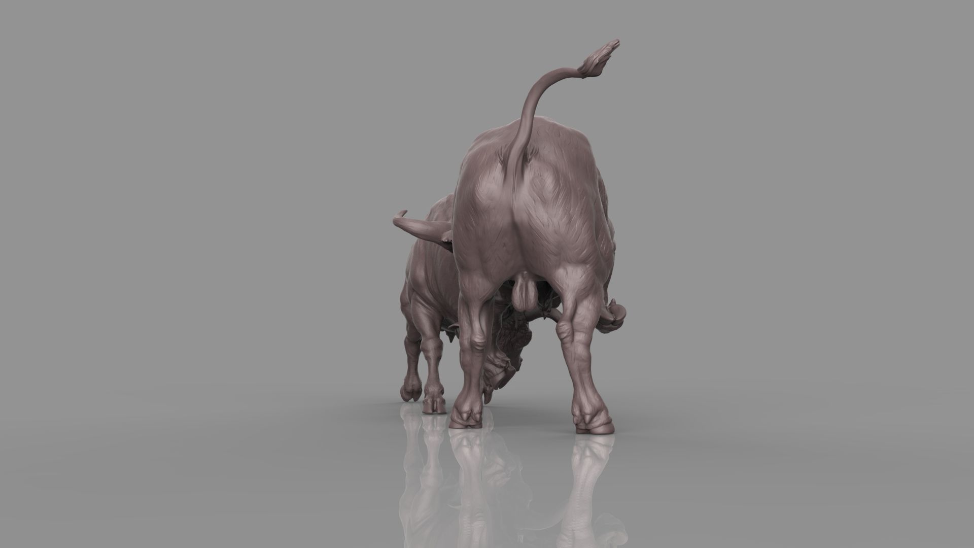 Bull Fight 3D model_20