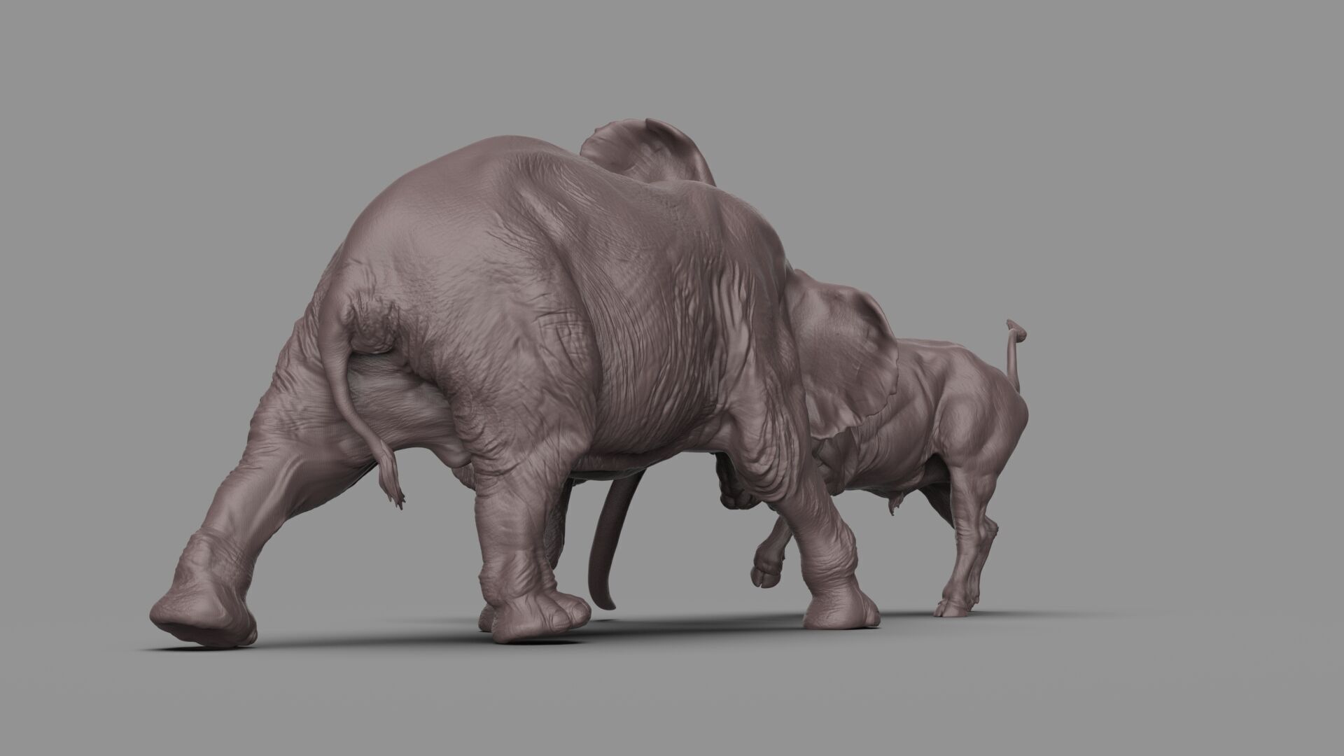 Bull elephant Fight 3D model_14