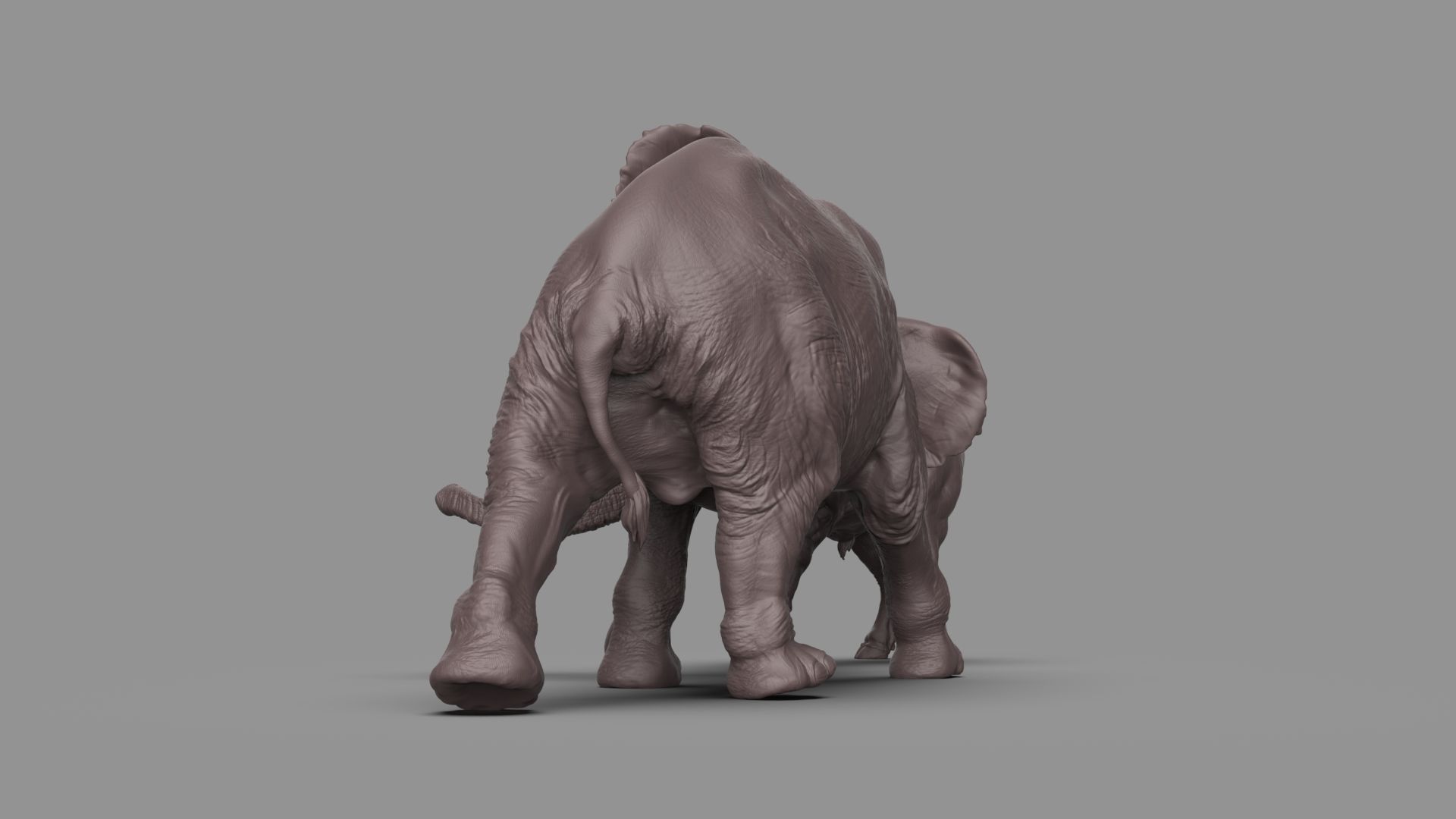 Bull elephant Fight 3D model_13