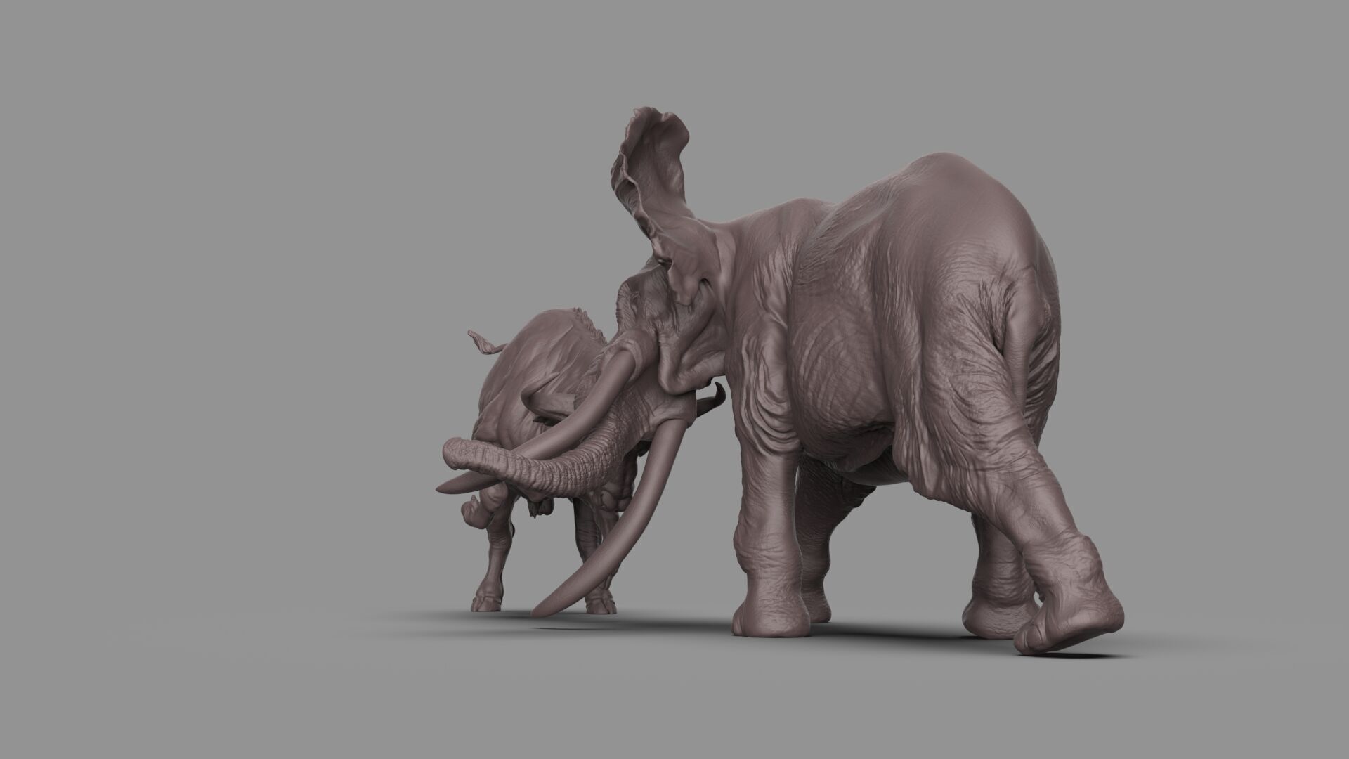 Bull elephant Fight 3D model_11