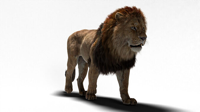 Male lion with rigging and animation 3D model