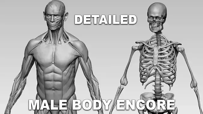 Detailed Male Body Encore and Skeleton
