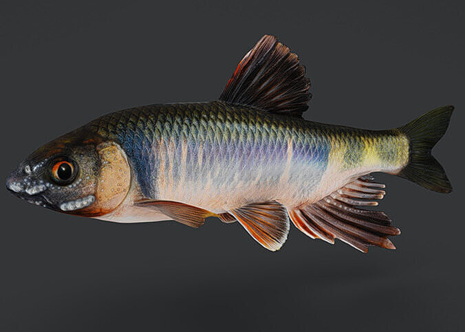 Dark Chub Fish - Zacco Platypus Animated 3D model