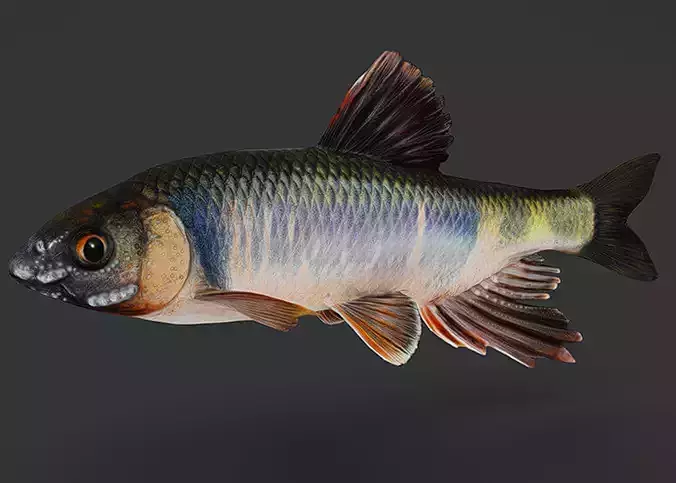 Dark Chub Fish - Zacco Platypus Animated