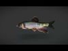 Dark Chub Fish - Zacco Platypus Animated 3D model_1