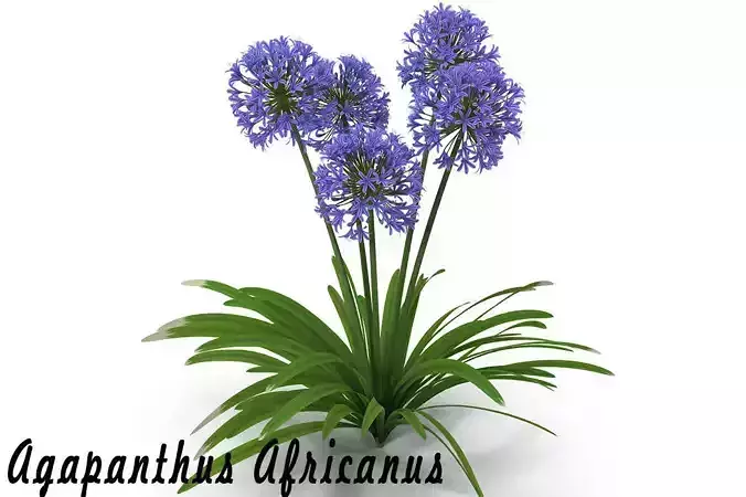 Agapanthus Africanus flower
