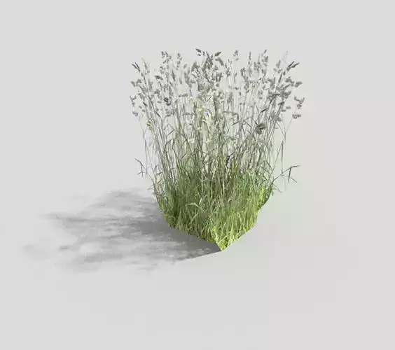 Grass