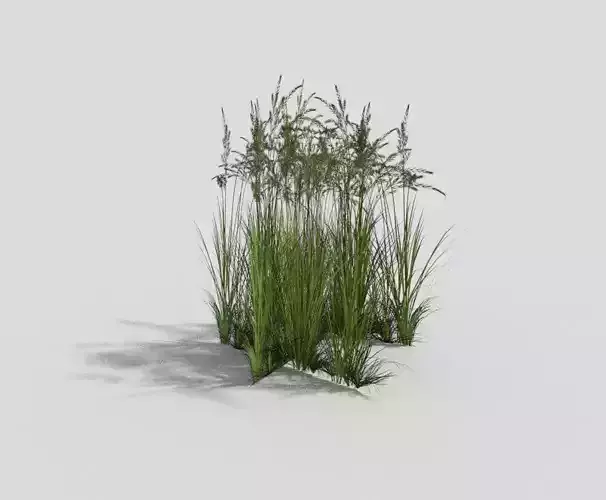 Grass tall