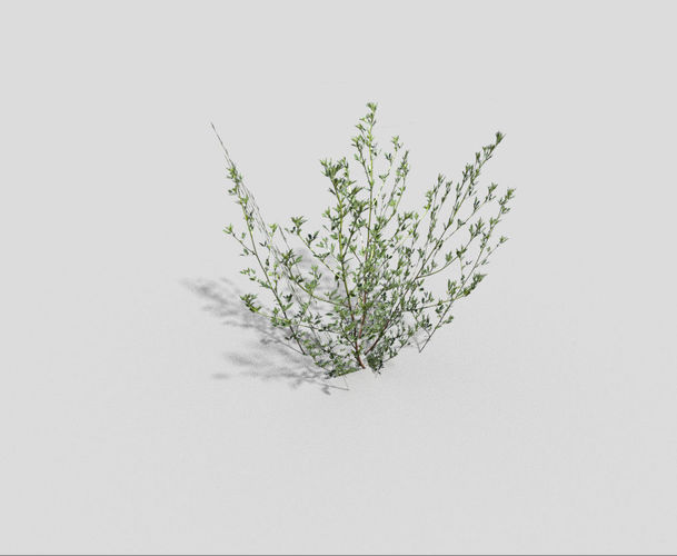 Grass juniper Low-poly 3D model