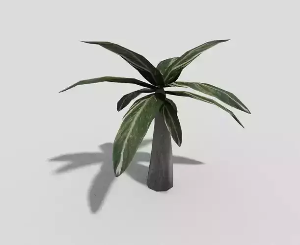 Plant palm tree