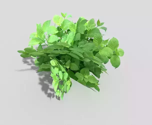 Plant mint