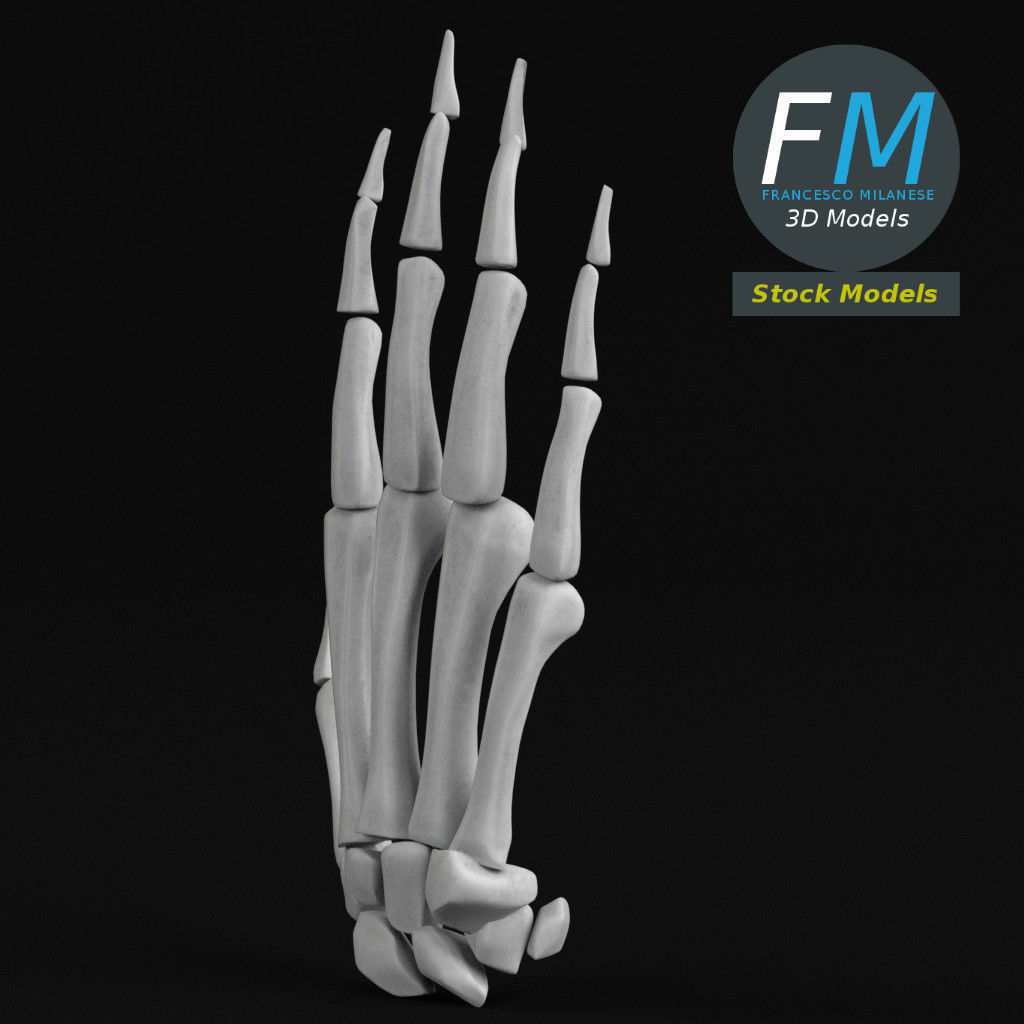 Anatomy - Human hand bones 3D model_3