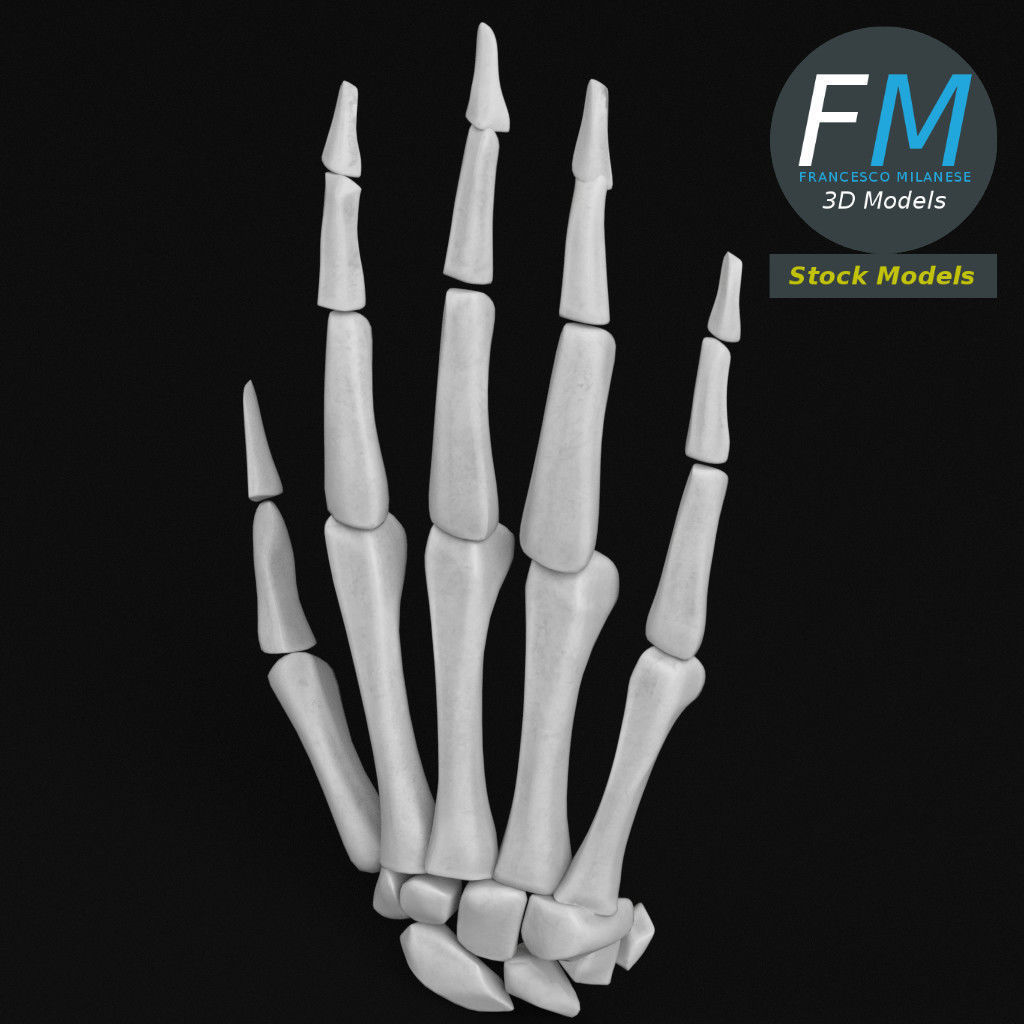 Anatomy - Human hand bones 3D model_2
