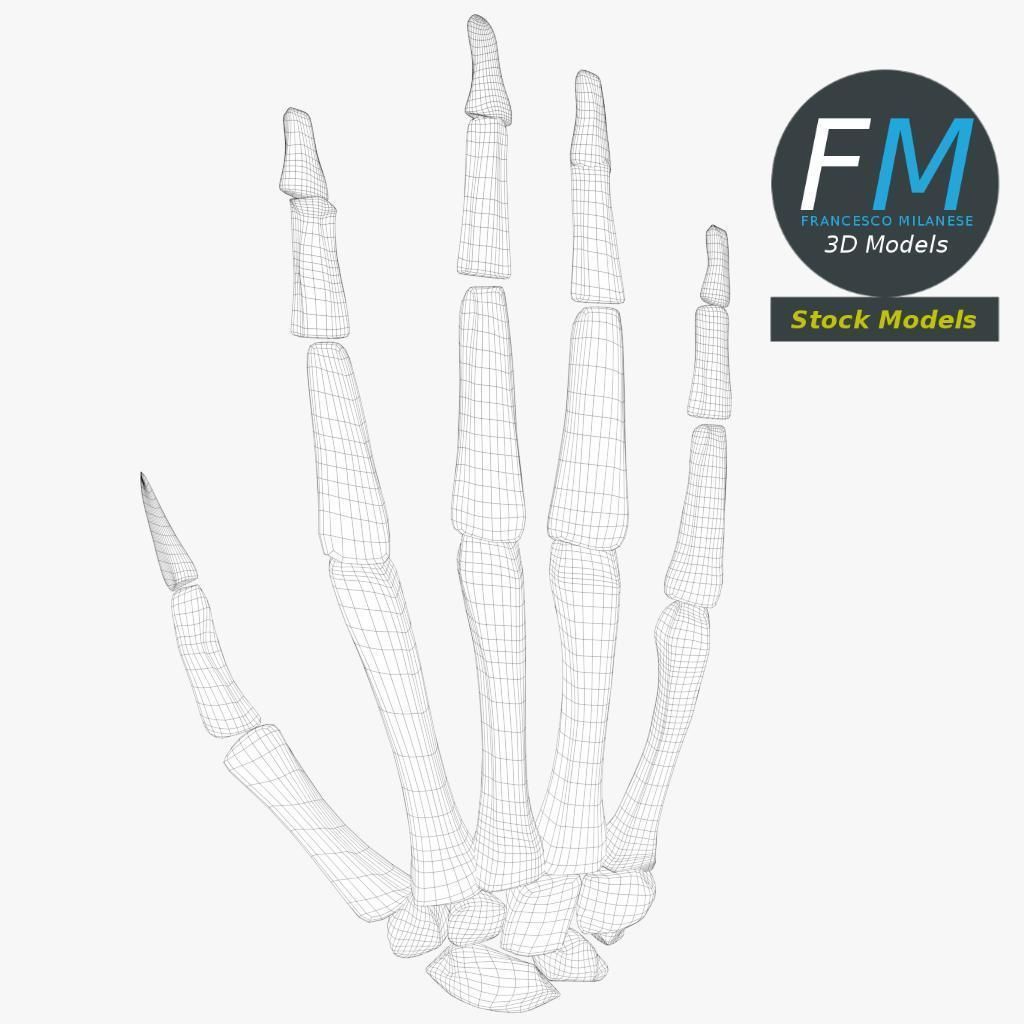 Anatomy - Human hand bones 3D model_7