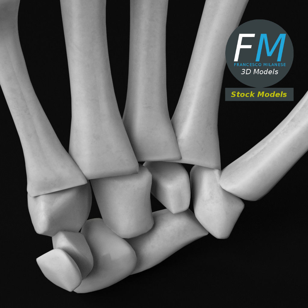 Anatomy - Human hand bones 3D model_5