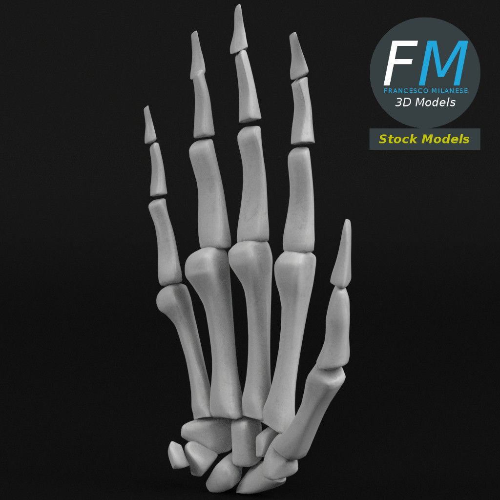 Anatomy - Human hand bones 3D model_4