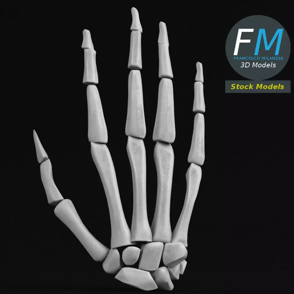 Anatomy - Human hand bones 3D model_0