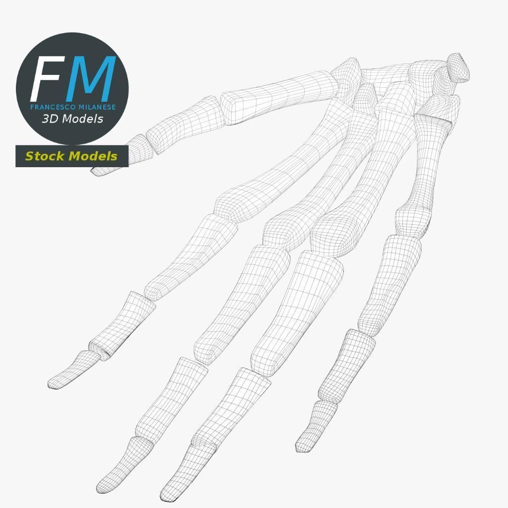 Anatomy - Human hand bones 3D model_8
