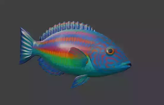 Wrasse Fish