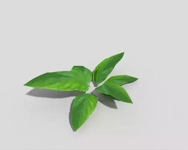 Plant leaf