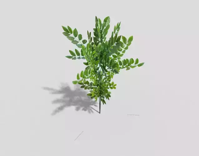 Shrub plant with leaves