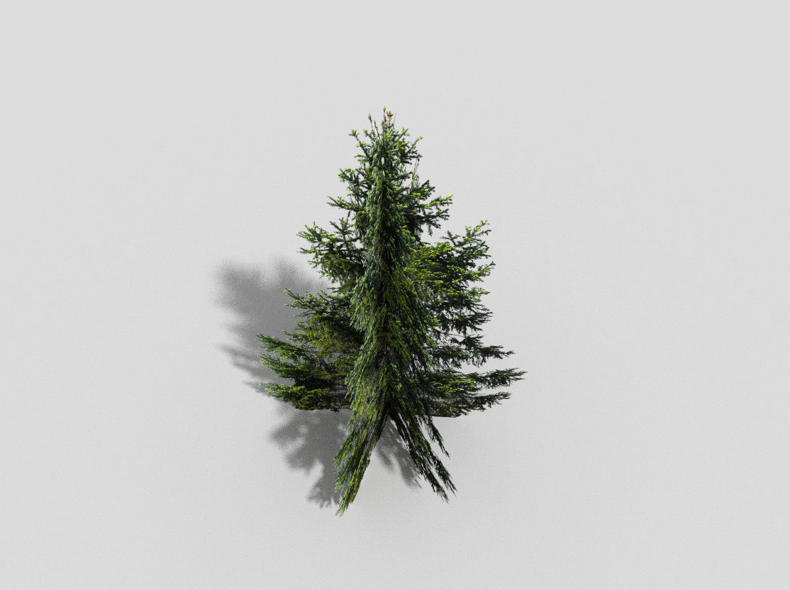 spruce 1 fir tree Low-poly 3D model_5