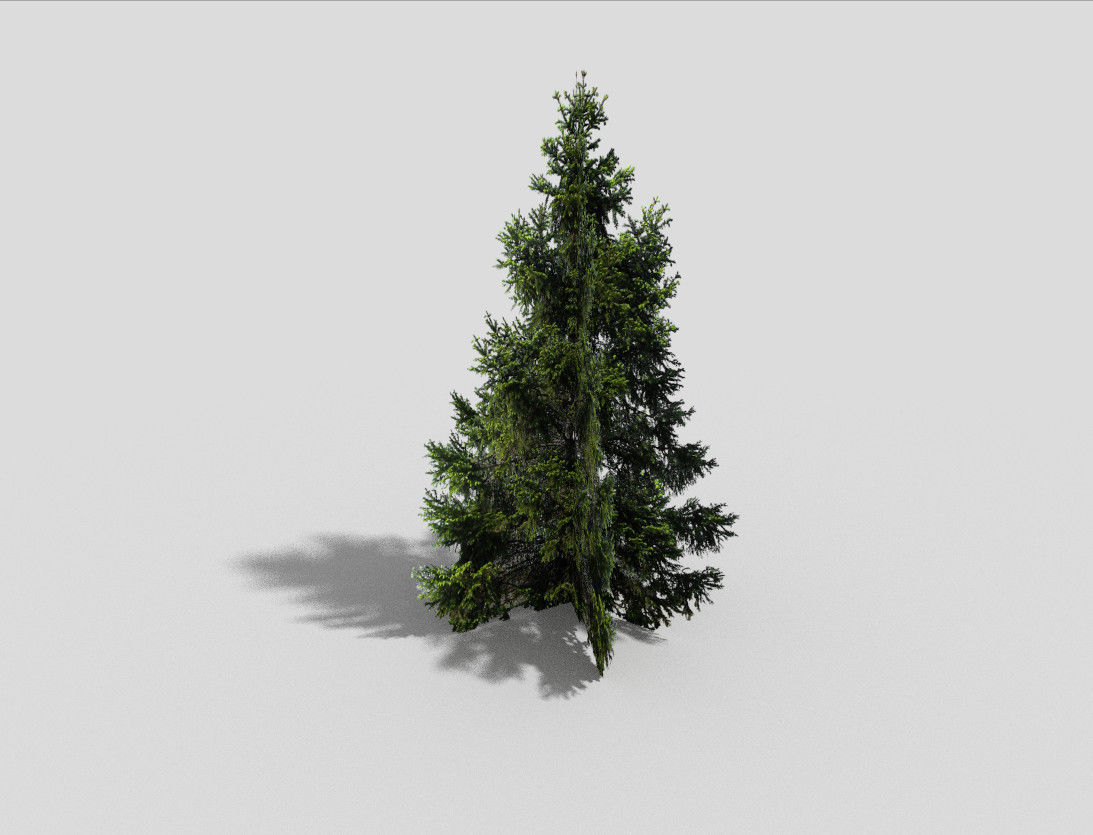 spruce 1 fir tree Low-poly 3D model_1