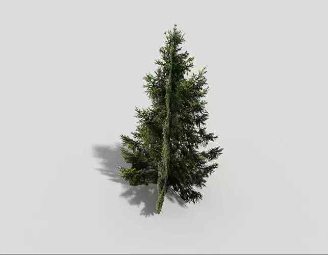 spruce 1 fir tree