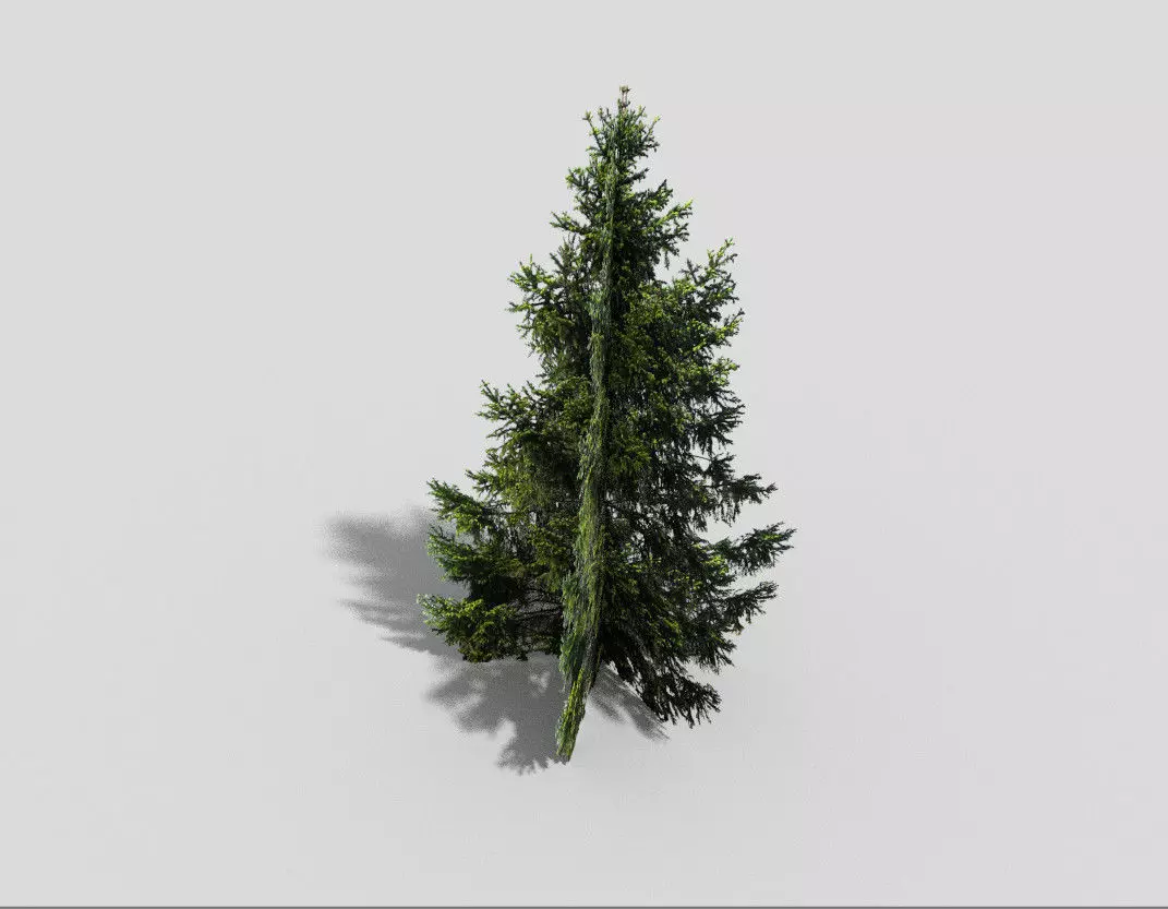 spruce 1 fir tree Low-poly 3D model_0