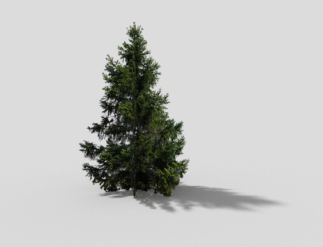 spruce 1 fir tree Low-poly 3D model_2
