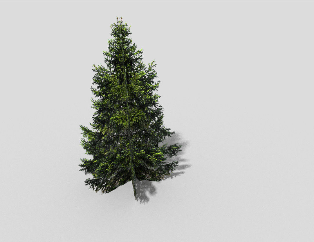 spruce 1 fir tree Low-poly 3D model_3